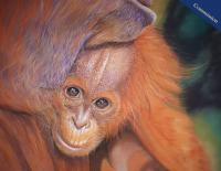 Pastel Pencil drawing of a Mother Orangutan and her baby